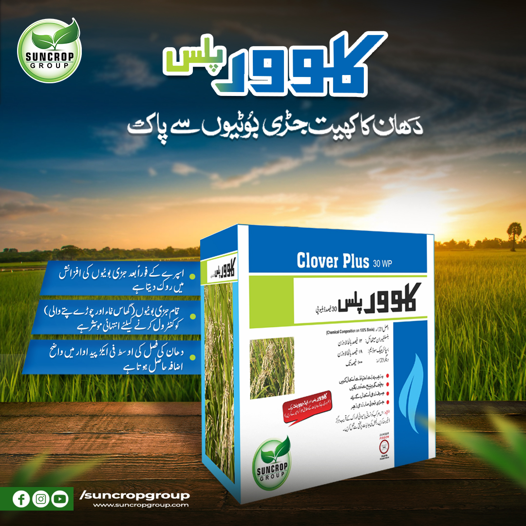 Clover Plus Suncrop 30WP 100gm