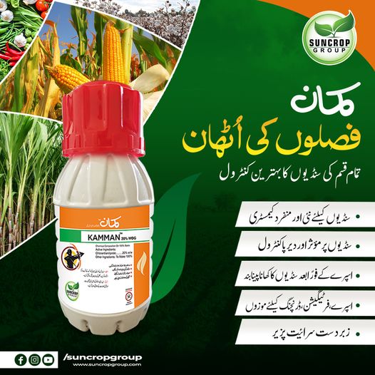 Kamman Suncrop 20% WDG 50GM