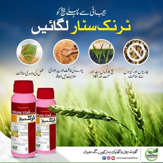 Trunk Star 500ml Suncrop